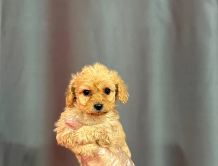 SÜT KAHVE MALTİPOO BEBEKLER - 6326