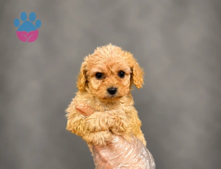 SÜT KAHVE MALTİPOO BEBEKLER