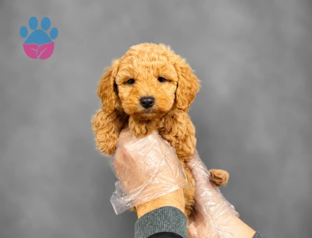 RED RENK MALTİPOO BEBEKLER
