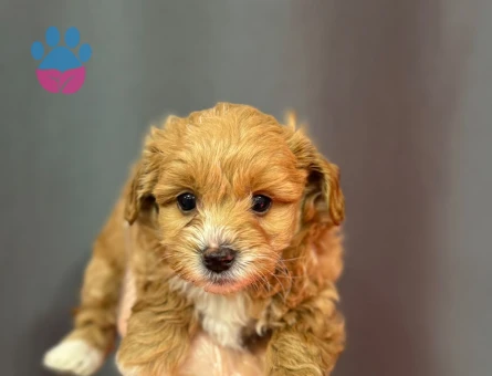 YENİ AİLESİNİ BEKLEYEN MALTİPOO BEBEKLERİMİZ - 6329