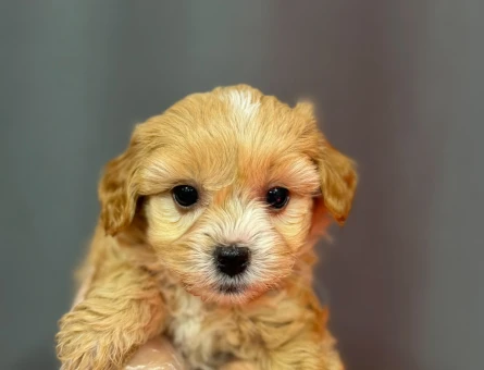 MİNİ MİNİ MALTİPOO BEBEKLER - 6330