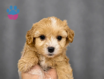 MİNİ MİNİ MALTİPOO BEBEKLER