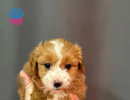 MALTİPOO YAVRULARI - 6331