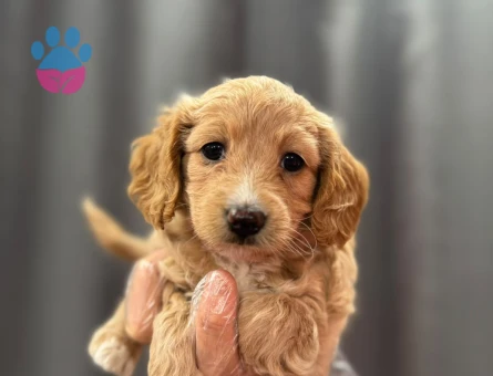 NEŞE DOLU MALTİPOO BEBEKLER - 6332