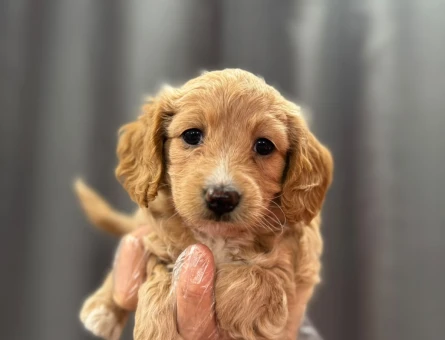 NEŞE DOLU MALTİPOO BEBEKLER - 6332