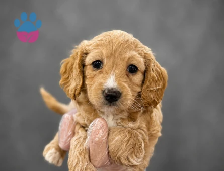 NEŞE DOLU MALTİPOO BEBEKLER