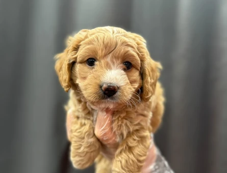 MALTİPOO YAVRULARIMIZ - 6333
