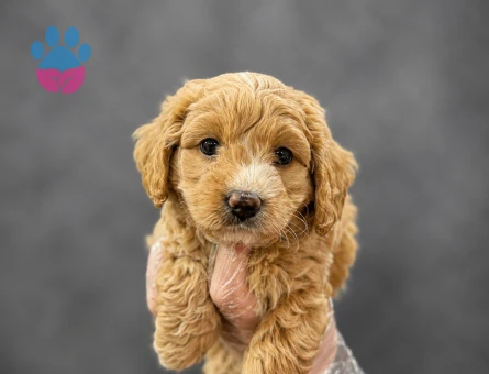 MALTİPOO YAVRULARIMIZ
