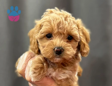 BAYB SURAT MALTİPOO BEBEKLER - 6334