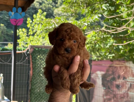 Safkan poodle bebekler.