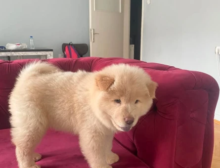 Chow chow Çin aslanı - 6337