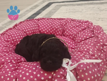 Bebek Toy Poodle Gece - 6338