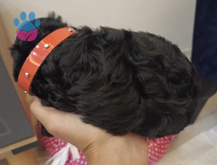 Bebek Toy Poodle Gece