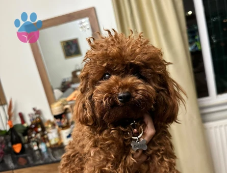 Toy Poodle 0 Numara Kore Oglumuza es ariyoruz