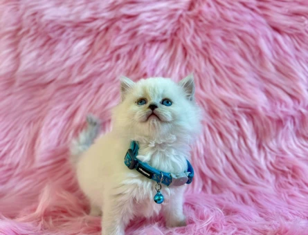 British Longhair Bluepoint Erkek