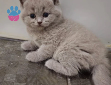 Nadir Bulunan Lilac British Shorthair Dişi Yavrumuz