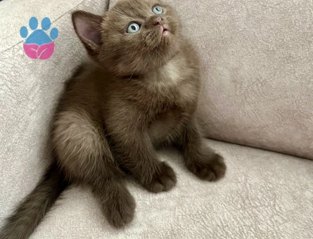 British Shorthair Çikolata Erkek Yavrumuz 2 Aylık