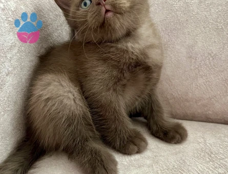 British Shorthair Çikolata Erkek Yavrumuz 2 Aylık