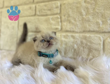Scottish Fold Top Kafa 2 Aylık Erkek