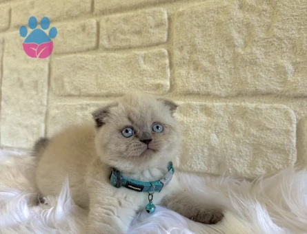 Scottish Fold Top Kafa 2 Aylık Erkek