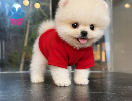 Dünya Tatlısı Pomeranian Boo yavrularımız - 7637 - Görsel 3