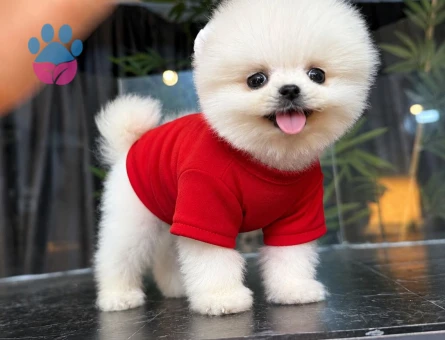 Dünya Tatlısı Pomeranian Boo yavrularımız - 7637