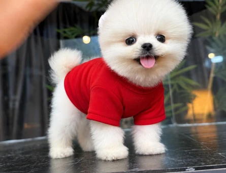 Dünya Tatlısı Pomeranian Boo yavrularımız - 7637