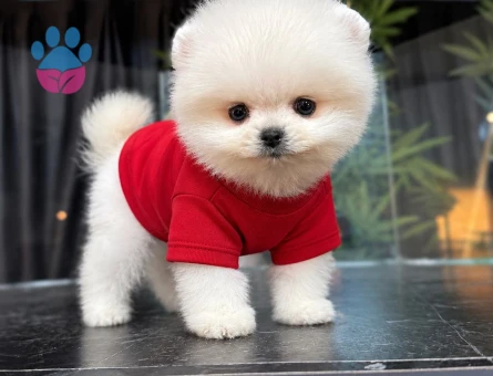 Dünya Tatlısı Pomeranian Boo yavrularımız - 7637 - Görsel 4