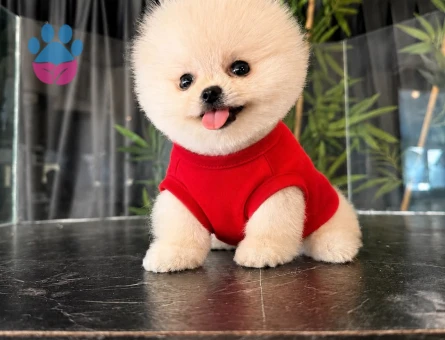 Dünya Tatlısı Pomeranian Boo yavrularımız - 7637 - Görsel 5