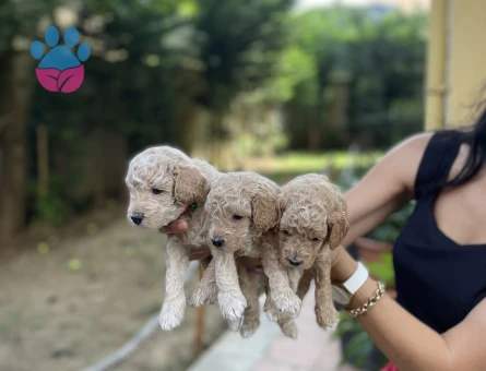 Toy Poddle yavrularım sağlık ve garantilidir - 7642