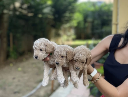 Toy Poddle yavrularım sağlık ve garantilidir - 7642