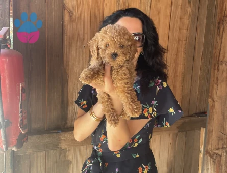 Toy Poddle yavrularım sağlık ve garantilidir - 7642 - Görsel 3