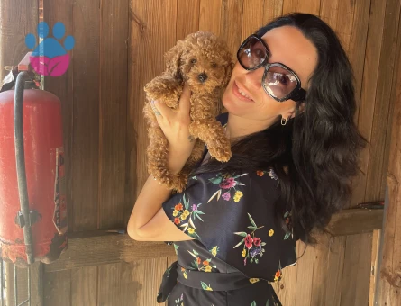 Toy Poddle yavrularım sağlık ve garantilidir - 7642 - Görsel 5