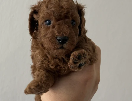 KORE TEACUP POODLE YAVRULARI - 7644