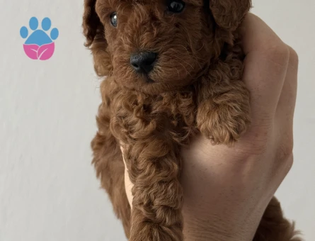 KORE TEACUP POODLE YAVRULARI - 7644 - Görsel 3