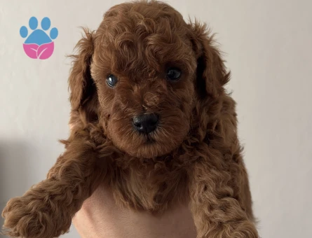 KORE TEACUP POODLE YAVRULARI - 7644 - Görsel 4