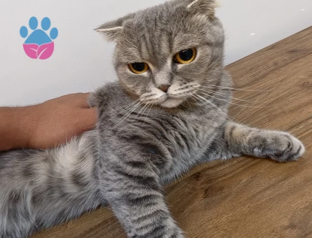 Yavruma yeni yuva arıyorum - 7645 - Görsel 3