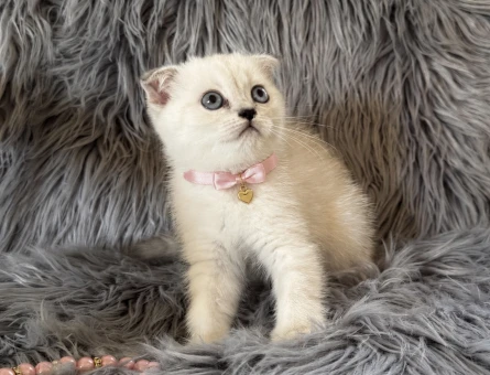 2 aylık Scottish Fold Lynx Point Dişi - 7647