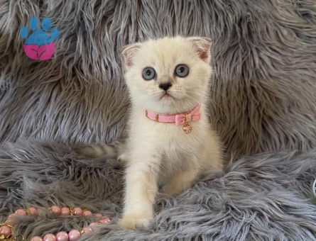 2 aylık Scottish Fold Lynx Point Dişi - 7647 - Görsel 3