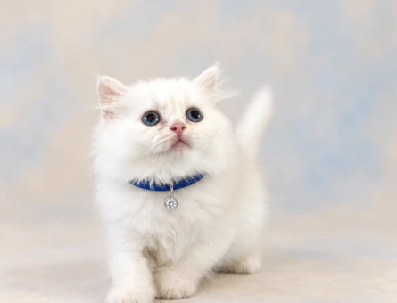 Cam Gözlü Beyaz Prens: British Longhair Erkek Yavru - 7649