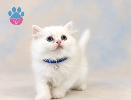 Cam Gözlü Beyaz Prens: British Longhair Erkek Yavru - 7649 - Görsel 3