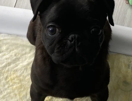 10 aylık siyah pug - 7653