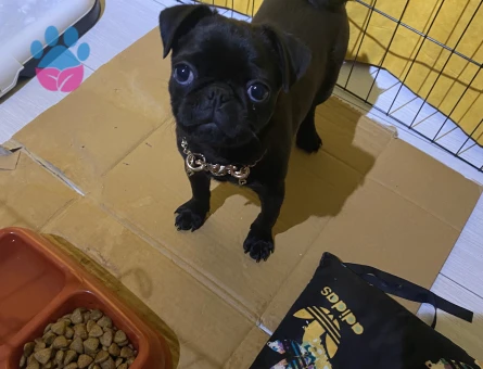 10 aylık siyah pug - 7653 - Görsel 4
