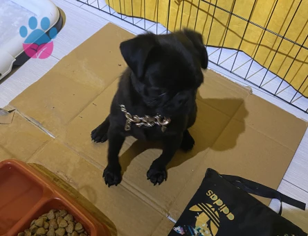 10 aylık siyah pug - 7653 - Görsel 5