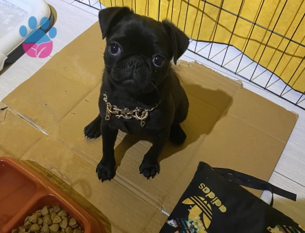 10 aylık siyah pug - 7653 - Görsel 3