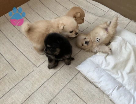 Pomeranian Boo - 7654 - Görsel 3