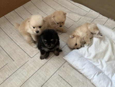 Pomeranian Boo - 7654