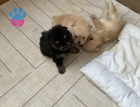 Pomeranian Boo - 7654 - Görsel 4