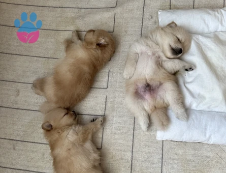 Pomeranian Boo - 7654 - Görsel 5