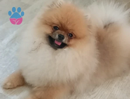 Pomeranian Boo - 7655